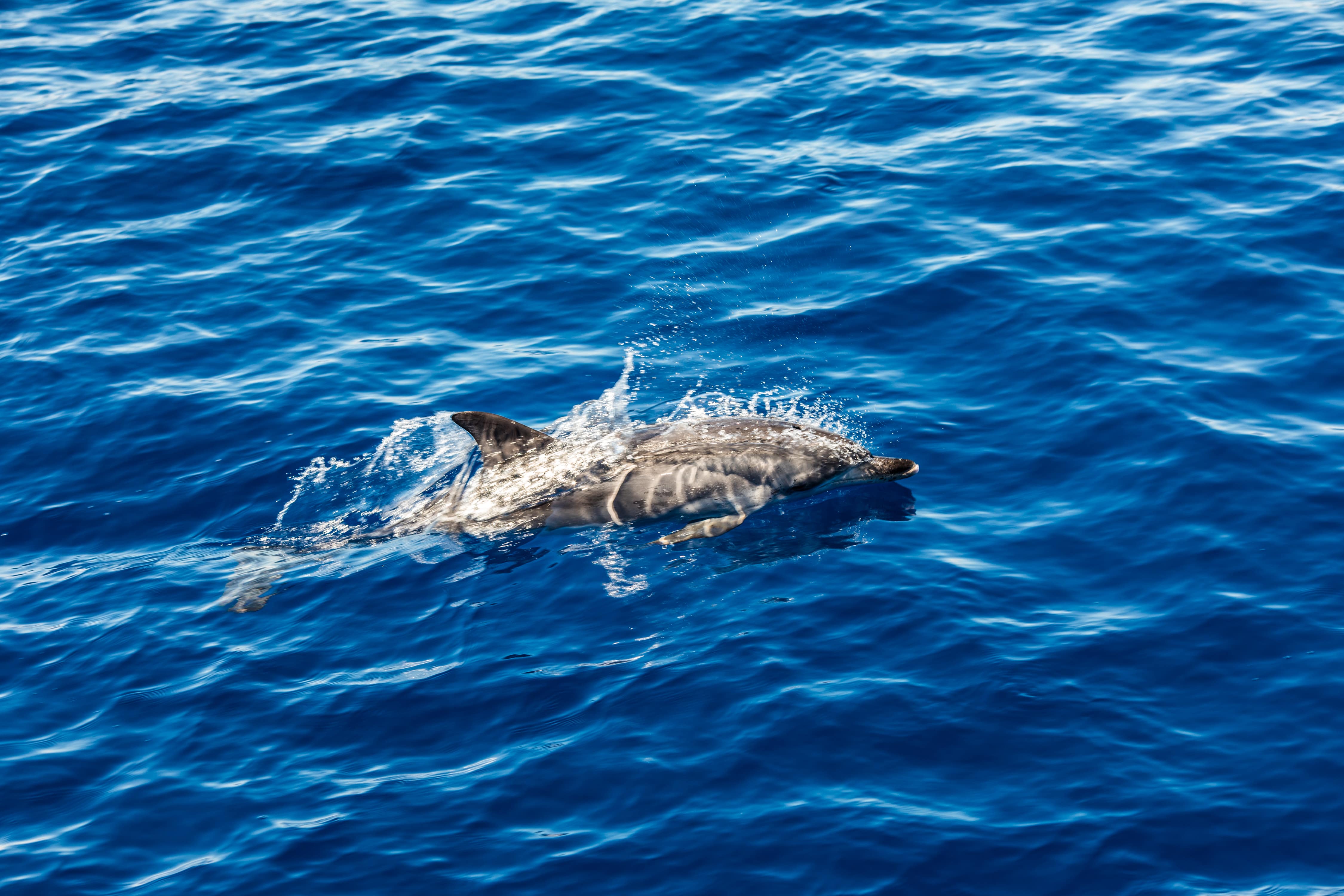 Delfines jugando en el mar